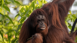 All About Orangutan Conservation