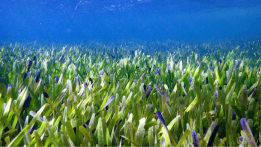 Meet the World’s Largest Plant: A 100 Mile-Long Seagrass From Australia