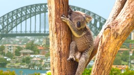 Facts About Koalas: Habitat, Threats and Why They’re Now Endangered