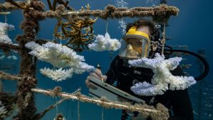 This Research on Coral Reefs Is Leading to Climate Change Discoveries