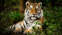 Wild Tiger Facts: Where They Live, How They Hunt and More