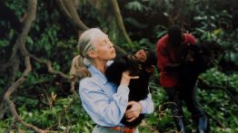 How Dr. Jane Goodall Impacted Our Understanding of Chimpanzees