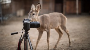 11 Top Zoo Animal Cams Around the U.S.