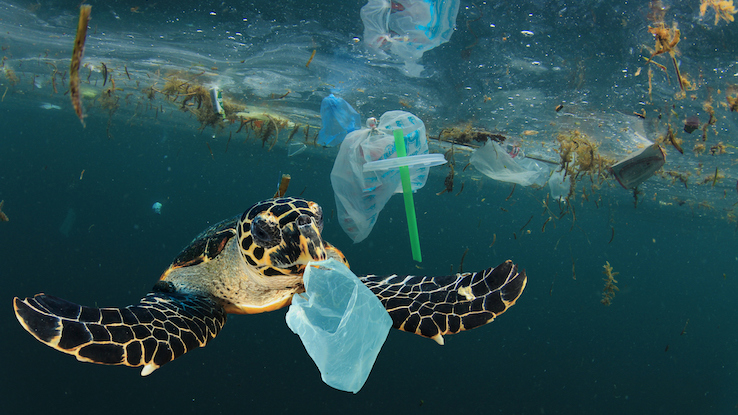 More Than Just Plastic: The Different Types of Ocean Pollution More Than Just Plastic: The Different Types of Ocean Pollution