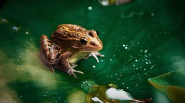 7 Facts All About Frogs