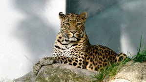 Protecting the Amur Leopard: Earth’s Rarest Cat