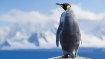 All About Penguins: Facts, Habitats and More