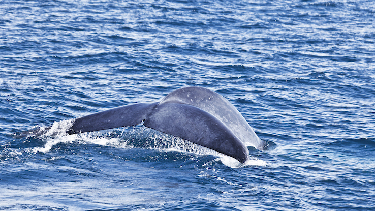 How Big Is the Blue Whale?