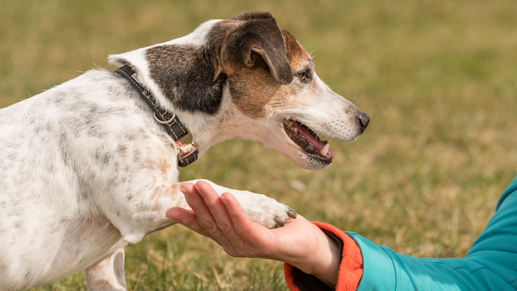 7 Ways Dogs Communicate - and What They’re Trying to Say