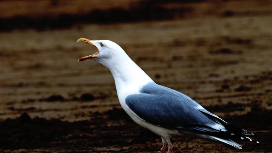 What Sounds Do Seagulls Make?