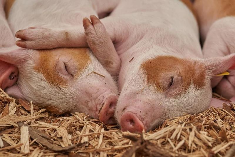 What Is a Group of Pigs Called?