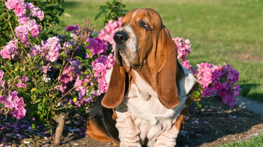 How Long Should You Wait to Let Pets Out After Spraying Roundup?