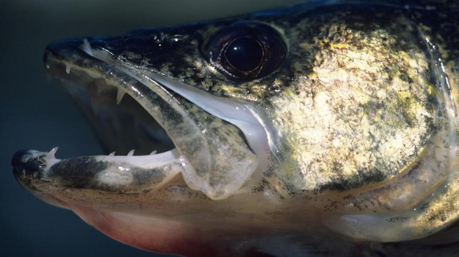 What Is the Difference Between a Walleye and a Pickerel?