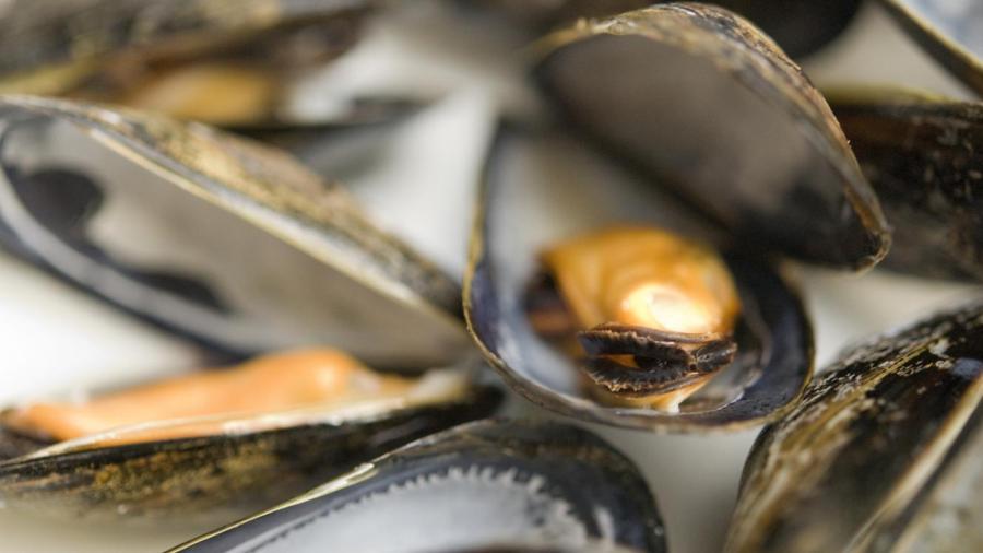 How Long Will Mussels Keep in the Fridge After Being Cooked?