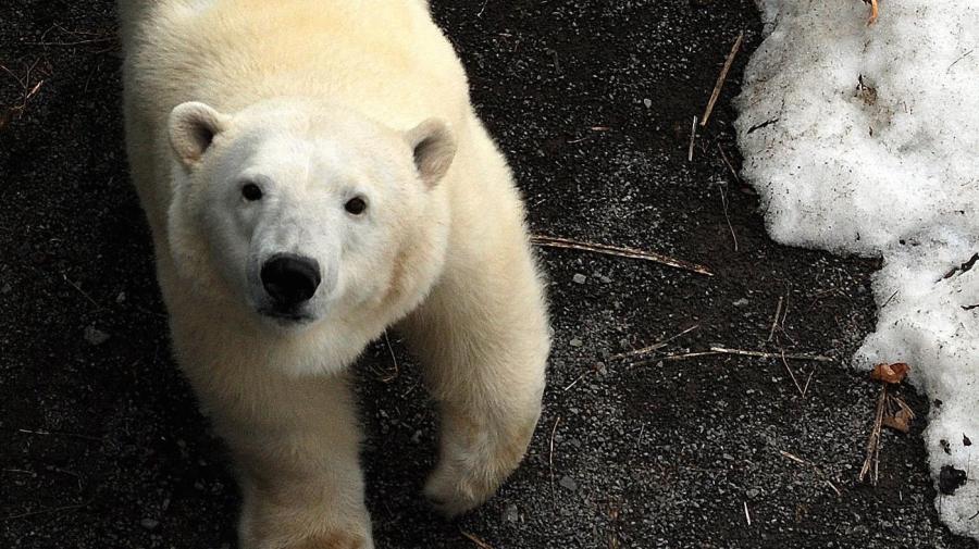 How Do Polar Bears Protect Themselves?