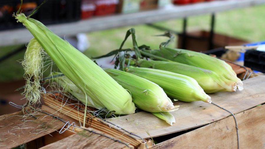 How Much Does an Ear of Corn Weigh?