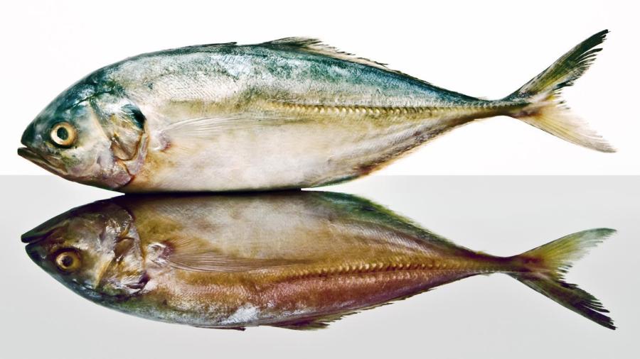 Does Pollock Fish Have Scales?