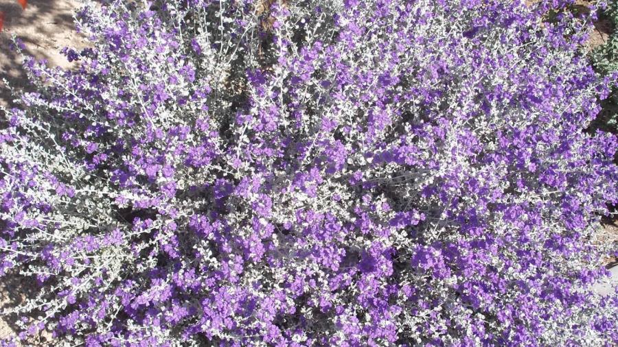 How so You Prune Texas Sage?