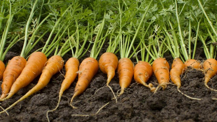 How Much Does a Carrot Weigh?