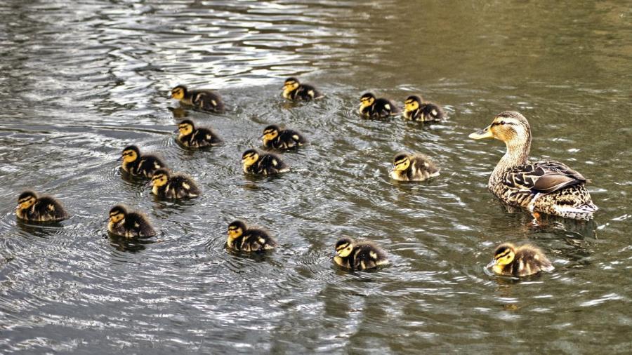 What Is a Group of Baby Ducks Called?