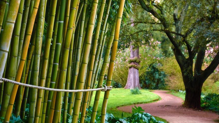 Is Bamboo Poisonous to Humans?
