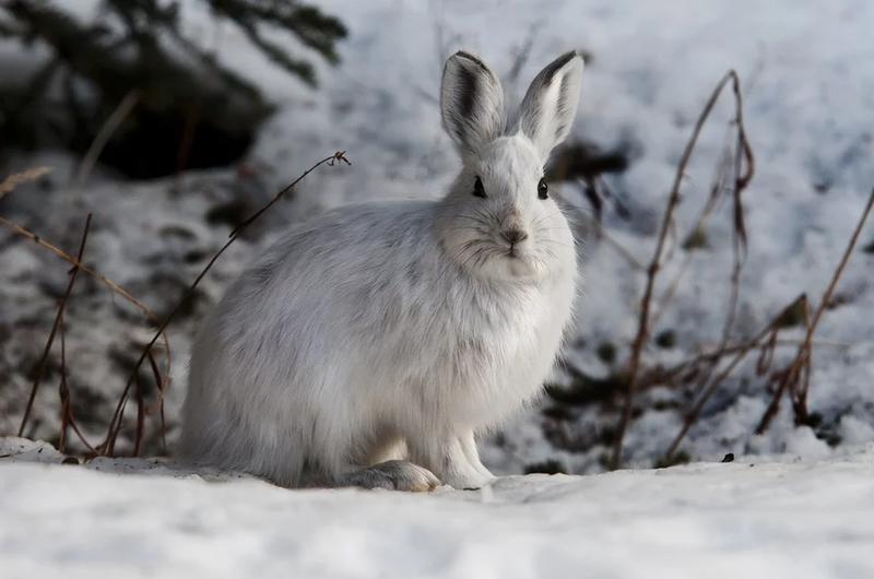 Top Producers, Consumers and in the Arctic Tundra