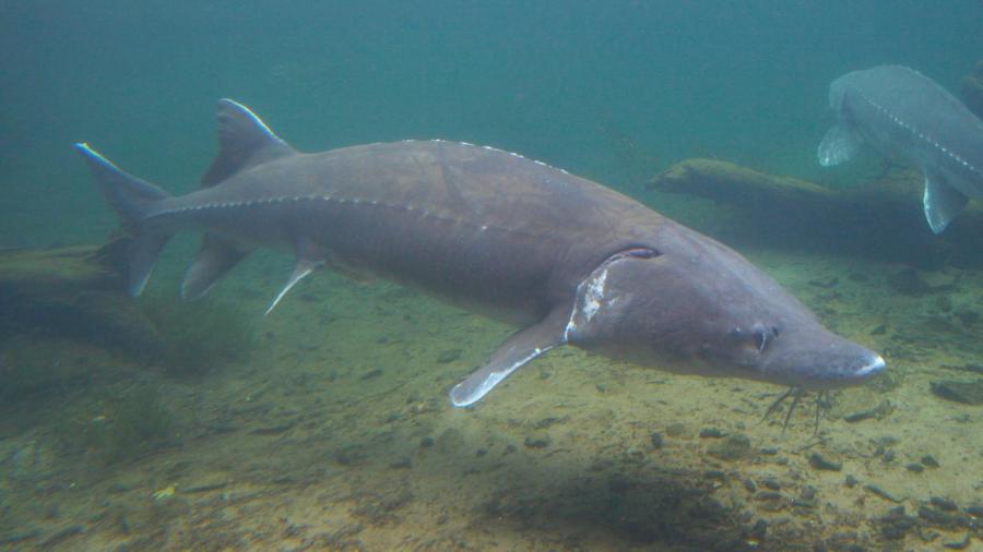 What Is Included in a List of Fish Without Scales?