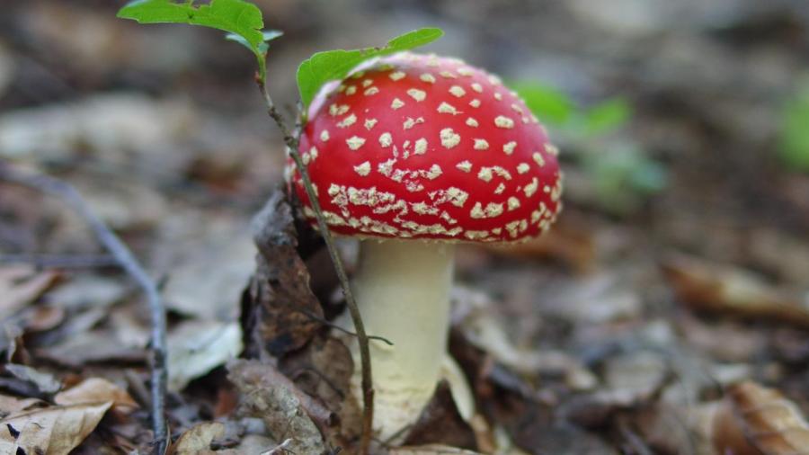 What Is the Poem "Mushrooms" by Sylvia Plath About?