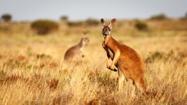 Marsupials: Nature’s Pouch-Bearing Wonders and Their Special Adaptations