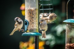 Unlocking the Hidden Language: Exploring Bird Songs and Their Meanings